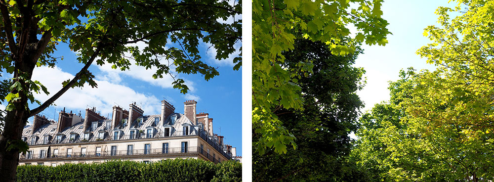 Trees in the Tuileries garden